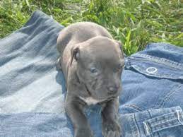 All blue pitbull puppies i have 2 adorable blue pitbull puppies for sale 1 male and 1 female. American Pit Bull Terrier Puppies In Michigan