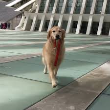 Petsbook On Instagram Mesai Biter Bu Cocuk Kacar Hipsdontliewithlunathegolden Victoria
