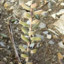 Image result for Suaeda vermiculata