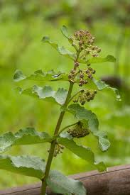 Image result for Xysmalobium undulatum