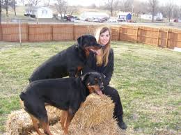 Check spelling or type a new query. How Can I Keep My Dog Outside Without A Fence Pethelpful