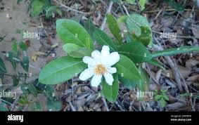 Image result for Xylotheca tettensis