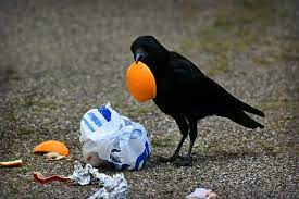 Maybe you would like to learn more about one of these? The Crow Diet What Do Crows Eat 8 Favorite Foods Strategy