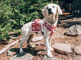 Pin On Service Dogs