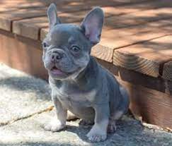 Search through thousands of french bulldog dogs adverts in the usa and europe at animalssale.com. Impeccabullz French Bulldogs For Sale California French Bulldog Breeder French Bulld French Bulldog Breeders French Bulldog For Sale French Bulldog Puppies
