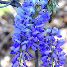 Image result for Wisteria sinensis