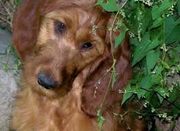 Maybe you would like to learn more about one of these? Our Irish Doodles And Irish Doodle Puppies For Sale