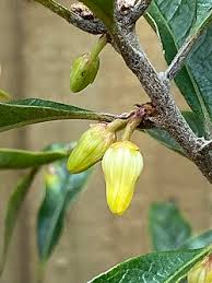 Image result for Pittosporum fulvotomentosum