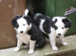 Like many herding breeds, the border collie's breed origins can be traced back to scotland. Free Download Pin Border Collie Puppies Wallpaper 1280x960 For Your Desktop Mobile Tablet Explore 49 Dog Wallpaper Borders Sale Dog Wallpaper For Walls Hunting Dog Wallpaper Borders Dog Print Wallpaper Borders