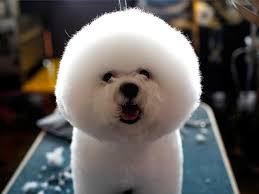 You may have mixed emotions when considering whether or not to use dog hair dye. Funny Photos Of Groomed Pets That Will Make Your Day
