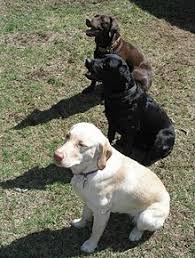 Labrador Retriever Wikipedia