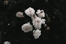 Check spelling or type a new query. Flowers With Dark Green Leaves Surrounding By Nicole Mason Flower Plant