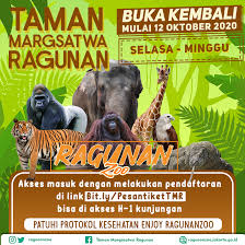 Rusa totol (axis axis) pastinya tidak asing bagi sebagian kita terutama yang pernah ke istana bogor. Taman Margasatwa Ragunan