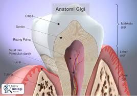 Bagian Bagian Gigi Alat Pencernaan Manusia Biologi Manusia Sistem Reproduksi