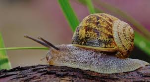 Jun 28, 2021 · garden snails are kissing cousins to the nefarious slug that also terrorizes gardens. Garden Ecosystems Part One Pest Predator Dynamics And Balance Leaf Root Fruit Gardening Services