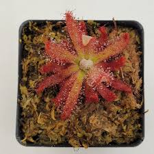 Image result for Drosera pilosa