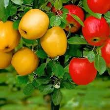 * images shown are of mature plants. Fruit Trees Columnar Duo V Mini Plant Nursery Material Poland