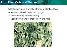Maybe you would like to learn more about one of these? 21 1 Plant Cells And Tissues Key Concept