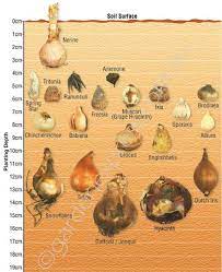 Bulb Identification Planting Depth Guide Garden Express Planting Bulbs Bulb Flowers Garden Bulbs