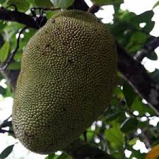 Image result for Myrianthus arboreus