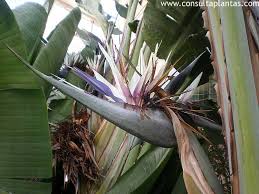 Image result for Strelitzia alba