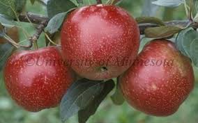 Zestar Apple Trees For Sale Buy Online Friendly Advice Organic Fruit Trees Fruit Fruit Trees