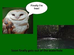 1 rhino visits the water hole, then 2 tigers, and so forth until all the jungle animals from all over. Ppt Soon In The Waterhole Powerpoint Presentation Free Download Id 2238699