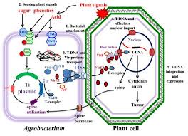 Plant cells have a cell wall, chloroplasts, plasmodesmata, and plastids used for storage, and a large central use left and right arrow to change slide in that direction whenever canvas is selected. Agrobacterium Mediated Plant Transformation Biology And Applications