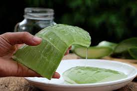 Cara menghilangkan bekas jerawat yang pertama yaitu menggunakan lidah buaya. 5 Cara Menggunakan Lidah Buaya Untuk Menghilangkan Jerawat Halaman All Kompas Com
