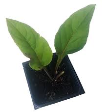 Image result for Chlorophytum perfoliatum