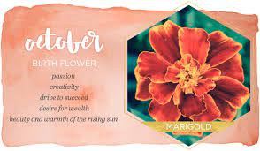 Your birth month flower & what it means. Birth Month Flowers And Their Meanings