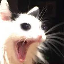 Green frog character wallpaper, feelsbadman, pepe (meme), memes. Xeno Cat Cats Cat Catmemes Memes Memesdaily Catsofinstagram Funny Comedy Cute Adorable Fluffy Anima Cute Cat Memes Animal Memes Funny Animal Memes