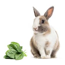 Can Rabbits Eat Spinach Yes But Not Too Much