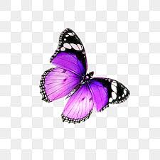 Purple butterfly images clip art. Purple Butterfly Png Images Vector And Psd Files Free Download On Pngtree