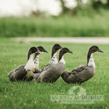 Features blue swedish duck the blue swedish ducks resemble rouen ducks in size. Murray Mcmurray Hatchery Blue Swedish Ducks