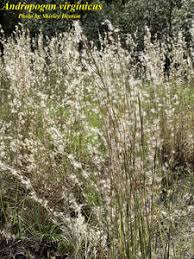Image result for Andropogon schirensis