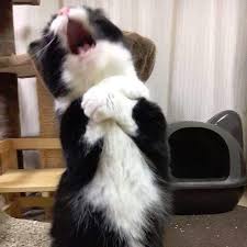 27 Cat Pictures Taken At Exactly The Right Moment Cuteness Cat Pics Kitten Wallpaper Cats And Kittens