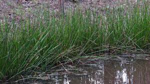 Image result for Schoenoplectiella mucronata