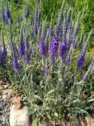 Image result for Veronica abyssinica
