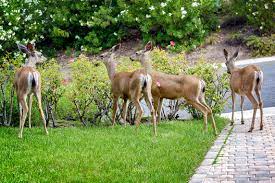 Deer repellent shrubs will help you reach that goal. Buy Deer Resistant Hedges Deer Resistant Shrubs Instanthedge