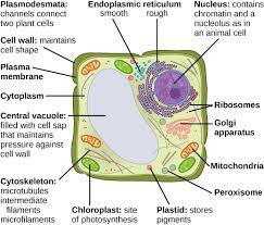 Animal cells are generally smaller than plant cells and lack a cell wall and chloroplasts; Eukaryotic Cells Boundless Biology