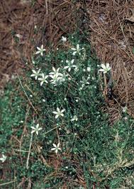 Image result for Parquetina calophylla