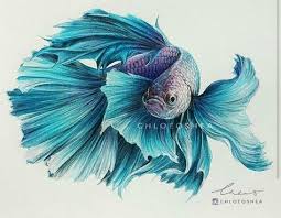 Pin By Toil Bubbles On Color Pencil Painting Fish Drawings Watercolor Fish Drawings