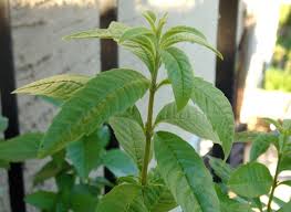 Check spelling or type a new query. Des Plantes Contre Les Moustiques