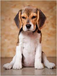 beagle puppy cute beagles beagle puppy cute dogs