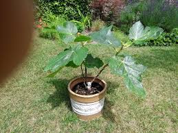 Ein Feigenbaum Im Topf Pflege Standort Und Feigenernte Feigenbaum Garten Pflanzen Pflanzen