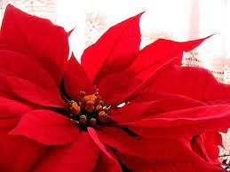 December Birth Flower More Narcissus Proflowers Blog Christmas Plants December Birth Flower Poinsettia Flower