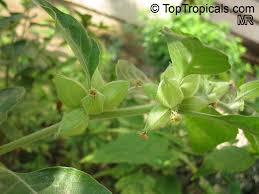 Image result for Withania