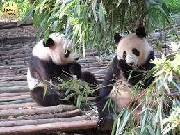 Evrimcilerin Hayal Kirikligi En Eski Panda Da Otobur A Microta Nin Kalintilari Bu Canlinin Milyonlarca Yillik Degismezligini Ortaya K Pandalar Panda Evrim