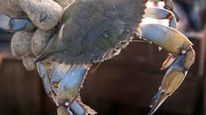 Since jinn are afraid of iron, they are unable to remove it with their own power. Nc Company Falsely Relabels Crabmeat Product Of Usa But Originally From Asia South America Abc11 Raleigh Durham